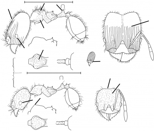 Pheidole guajirana Wilson 2003.jpg