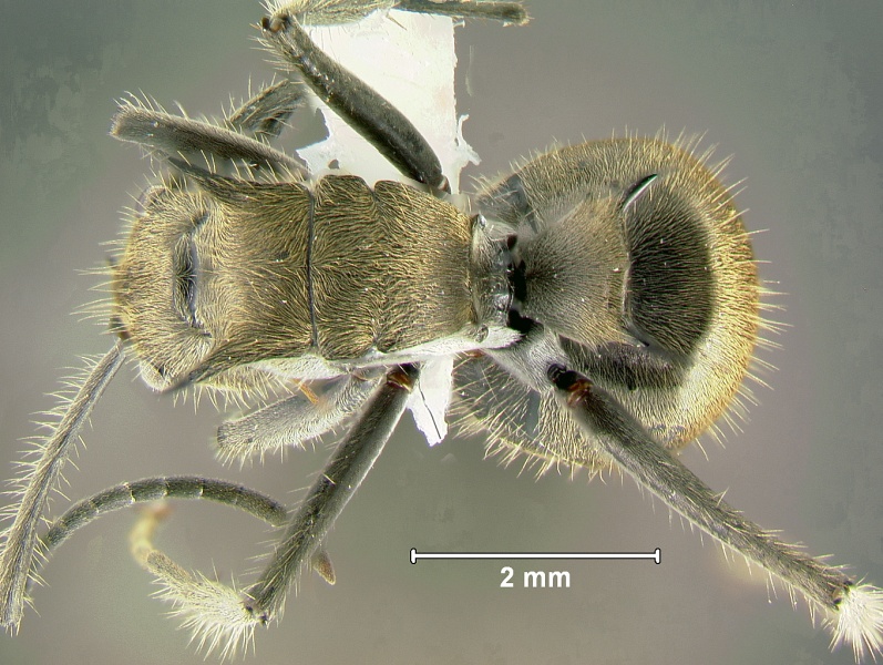 File:Polyrhachis-obesiorD2x.jpg