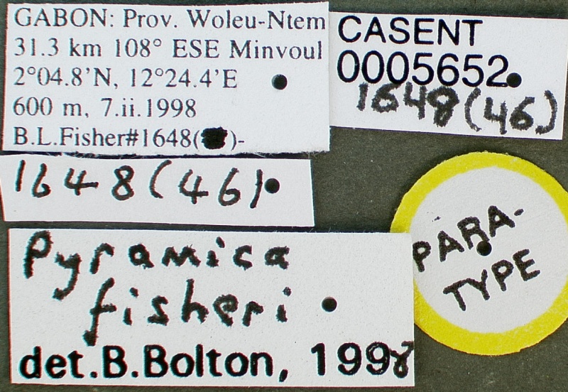 File:Pyramica fisheri casent0005652 label 1.jpg