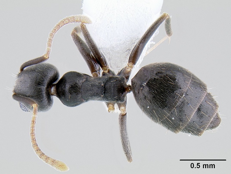 File:Technomyrmex difficilis casent0106111 dorsal 1.jpg