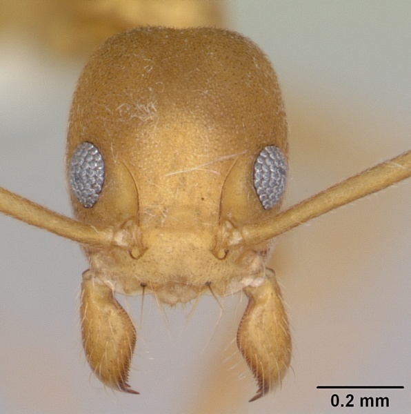 File:Technomyrmex sycorax casent0103273 head 1.jpg