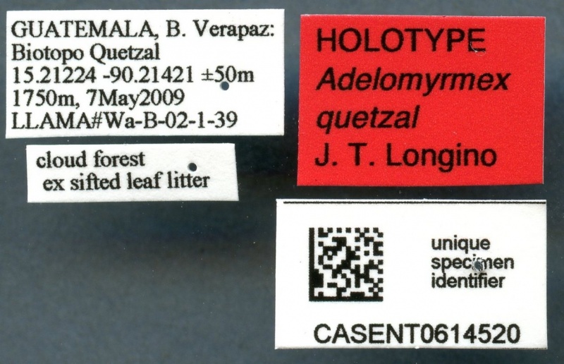 File:Adelomyrmex quetzal casent0614520 l 1 high.jpg