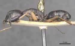 Camponotus arnoldinus casent0910109 p 1 high.jpg