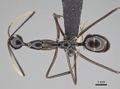 Camponotus karaha casent0487715 d 1 high.jpg