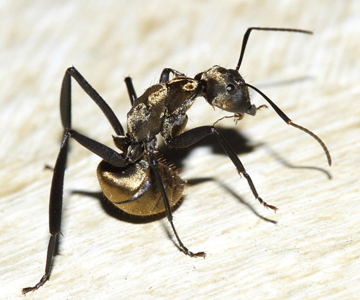 File:Camponotus sericeiventris, Yucatan Peninsula, Mexico (Tom Murray).JPG