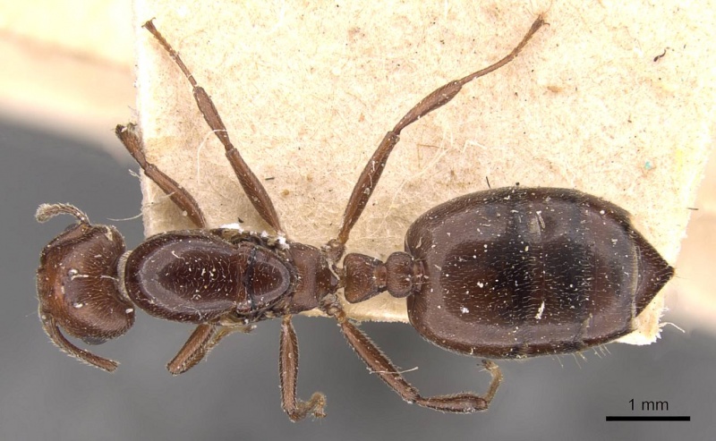 File:Crematogaster ancipitula casent0908498 d 1 high.jpg