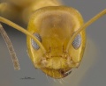 Mcz-ent00668698 Dorymyrmex bicolor hef.jpg