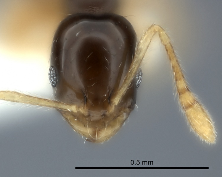 File:Monomorium draxocum casent0217885 h 1 high.jpg