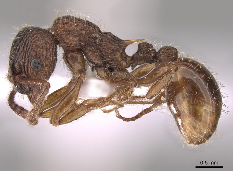 File:Myrmica tulinae P casent0281554.jpg