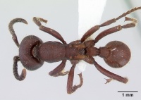 Nomamyrmex hartigii casent0178604 dorsal 1.jpg