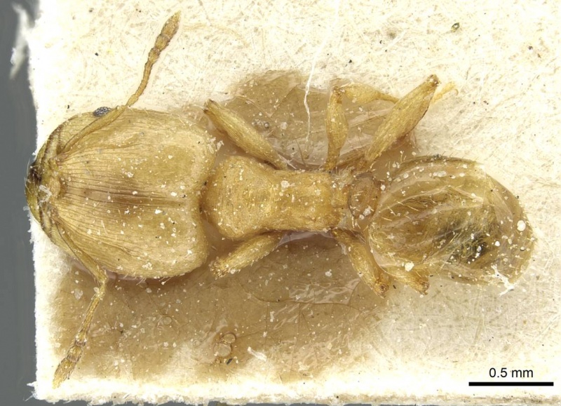 File:Pheidole breviseta casent0913280 d 1 high.jpg