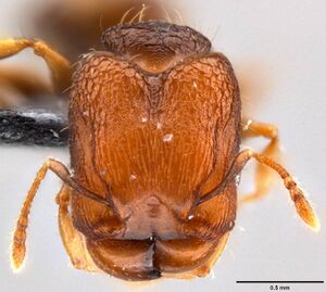 Pheidole cryptocera casent0199119 h 1 high.jpg