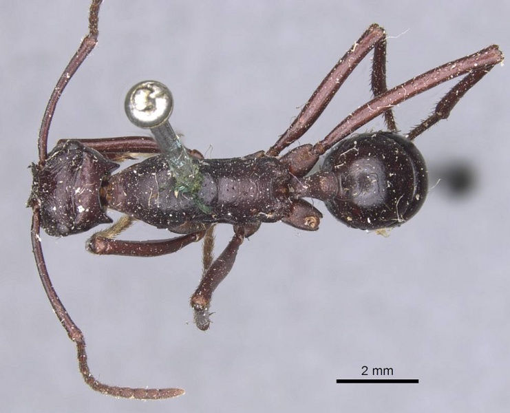 File:Rhytidoponera cristata casent0907143 d 1 high.jpg