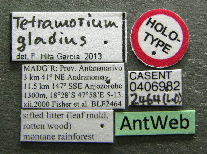 File:Tetramorium gladius casent0406982 l 1 high.jpg