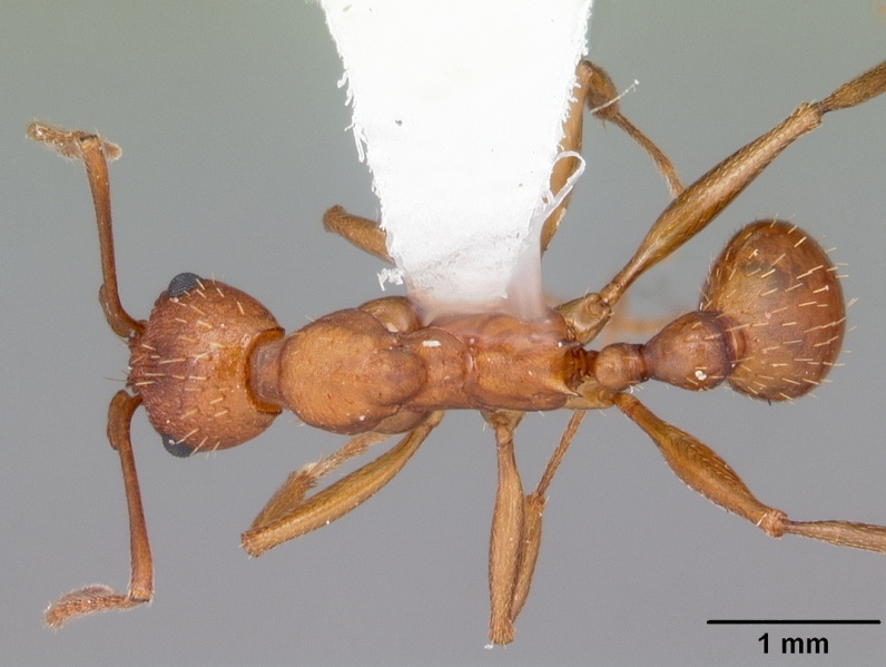 File:Aphaenogaster treatae casent0103609 dorsal 1.jpg