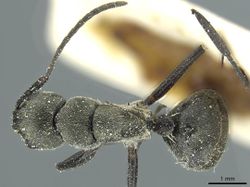 Camponotus burgeoni casent0911650 d 1 high.jpg