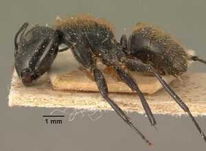 Camponotus darwinii rubropilosus casent0101195 profile 1.jpg