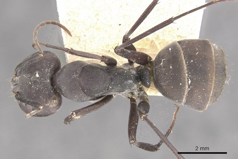 File:Camponotus dolendus casent0910327 d 1 high.jpg