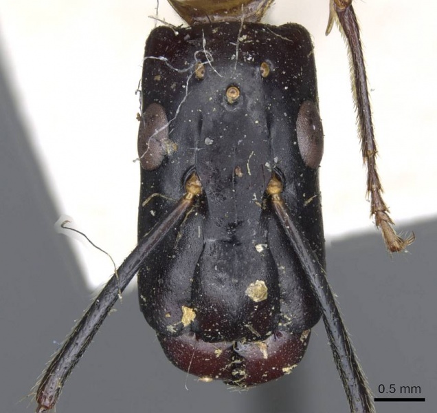 File:Camponotus postangulatus casent0905509 h 1 high.jpg