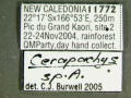 Cerapachys species 1