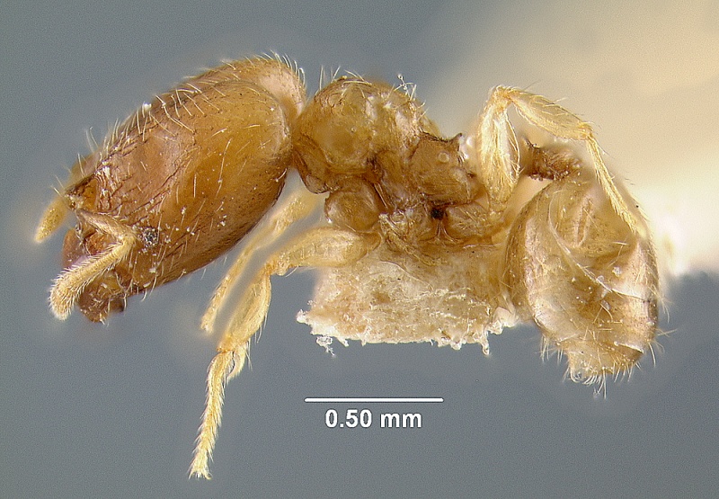 File:MCZ-ENT00020766 Pheidole moseni hal.jpg