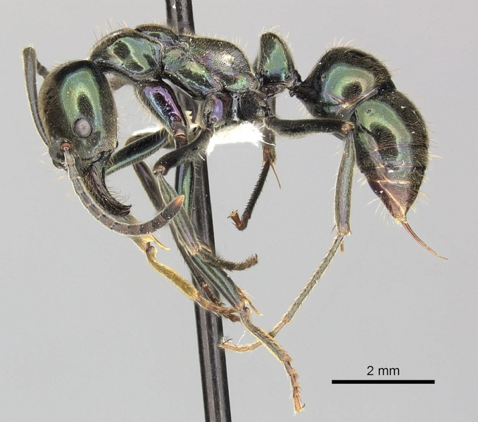 File:Pachycondyla carbonaria casent0249132 p 1 high.jpg