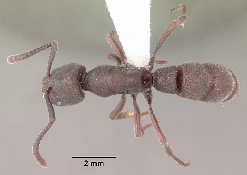 File:Pachycondyla wasmannii casent0102409 dorsal 1.jpg