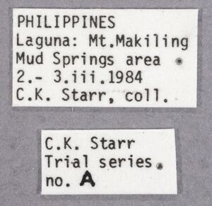 Polyrhachis mindanaensis labels.jpg