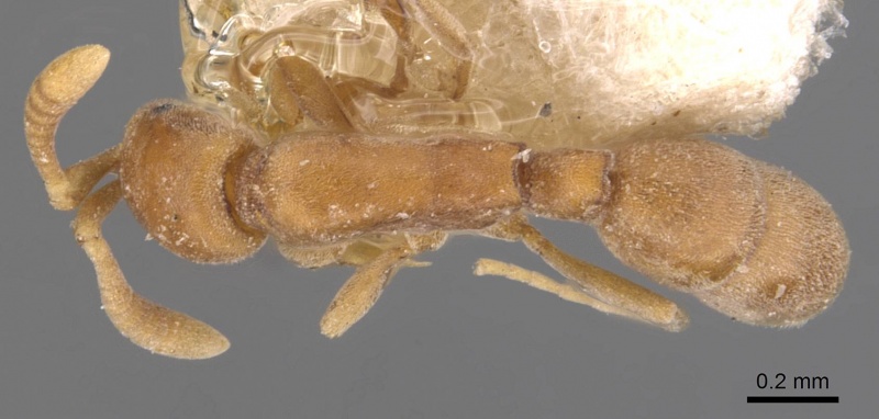 File:Probolomyrmex brevirostris casent0907208 d 1 high.jpg