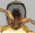 Sphinctomyrmex rufiventris
