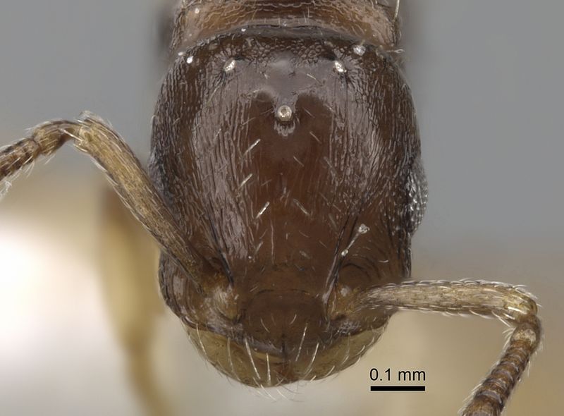 File:Temnothorax corsicus casent0281809 h 1 high.jpg