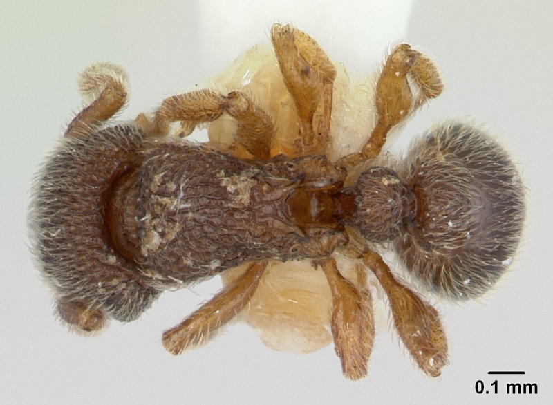 File:Tetramorium crypticum casent0178331 dorsal 1.jpg