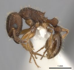 Tetramorium erectum casent0100793 p 1 high.jpg