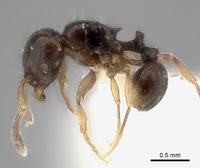 Tetramorium occidentale P casent0218174.jpg