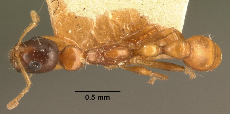 File:Tetraponera grandidieri casent0101740 dorsal 1.jpg