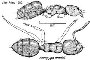 Acropyga arnoldi prins1982.jpg