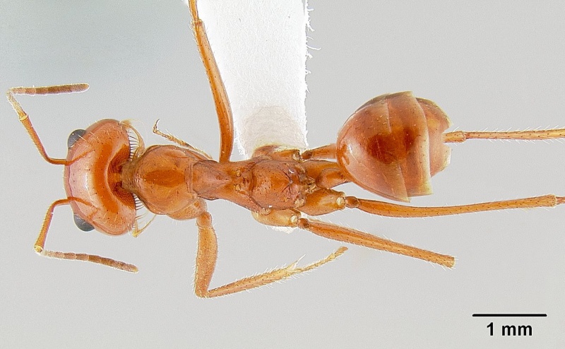 File:Dorymyrmex planidens casent0106156 d 1 high.jpg