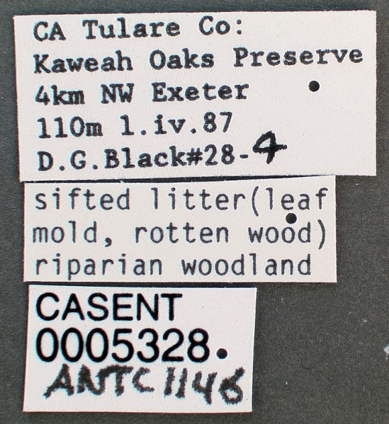 File:Liometopum occidentale casent0005328 label 1.jpg