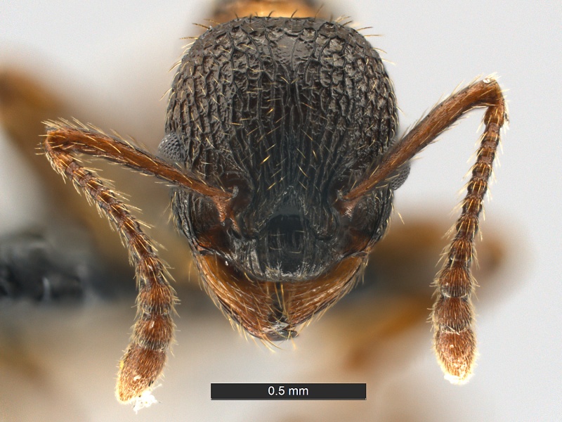 File:Myrmica-fracticornis-MCZ001H.jpg