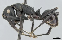 Polyrhachis frauenfeldi casent0906583 p 1 high.jpg