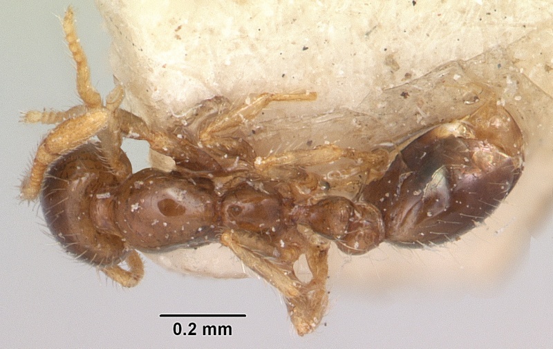 File:Solenopsis seychellensis casent0101233 dorsal 1.jpg