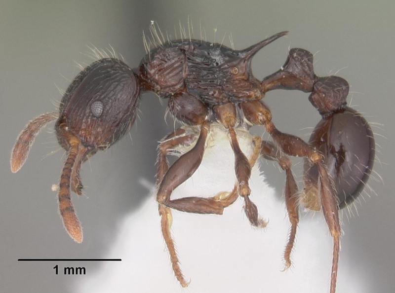 File:Tetramorium electrum casent0102350 profile 1.jpg