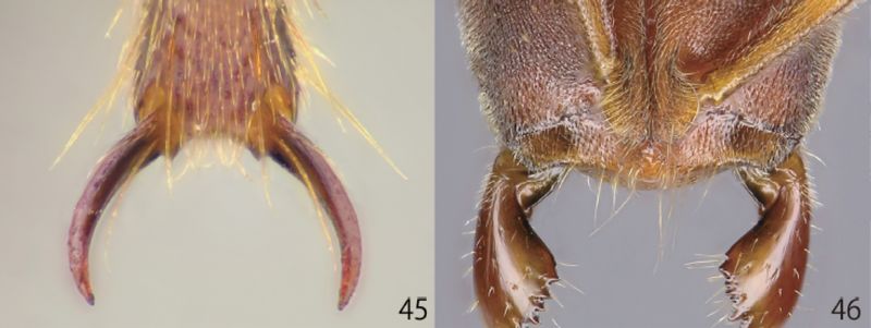 File:Eguchi et al 2014 Fig 45-46.jpg