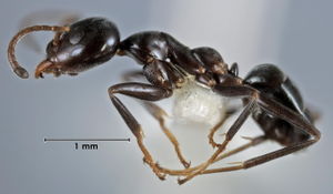 Iridomyrmex calvus side view