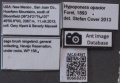 Mcz-ent00668293 Hypoponera opacior lbs.JPG