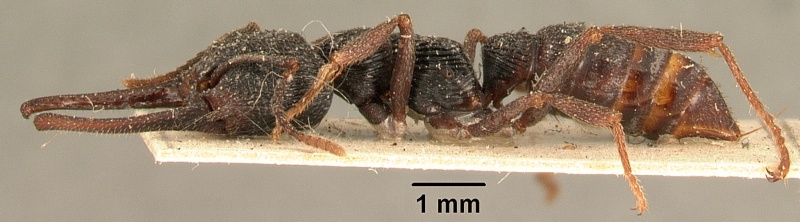 File:Mystrium oberthueri casent0101993 profile 1.jpg