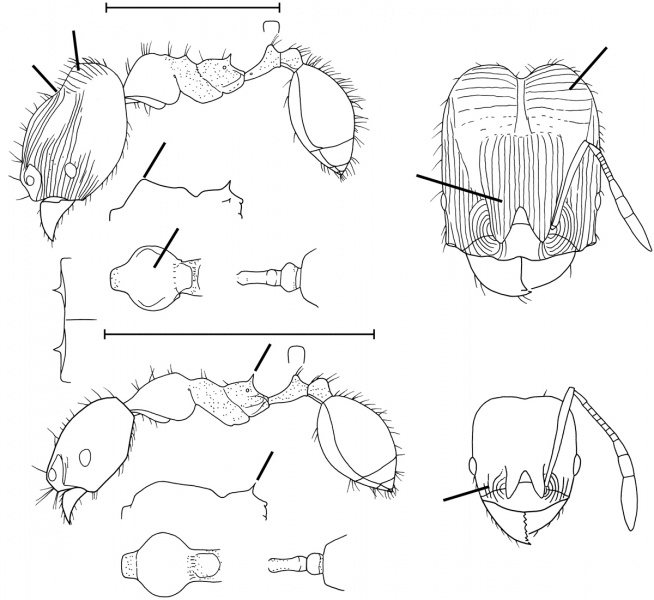 File:Pheidole scolioceps Wilson 2003.jpg