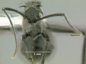 Polyrhachis-villipesH2x.jpg