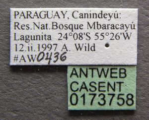 Pseudomyrmex holmgreni casent0173758 label 1.jpg
