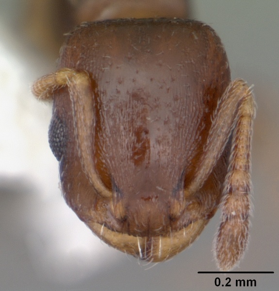 File:Temnothorax schaumii casent0104047 head 1.jpg